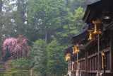 熊野本宮大社の桜