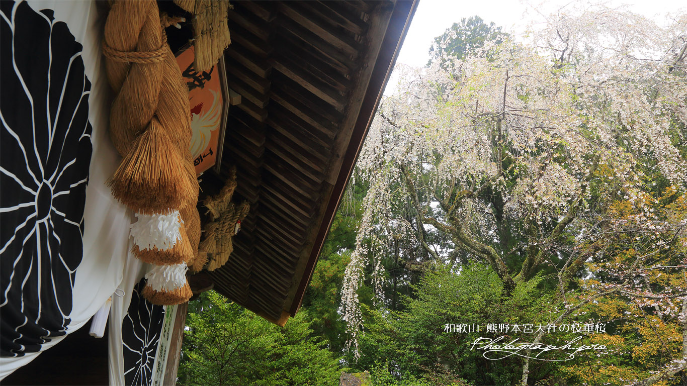 熊野本宮大社のしだれ桜 壁紙