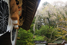 熊野本宮大社の桜