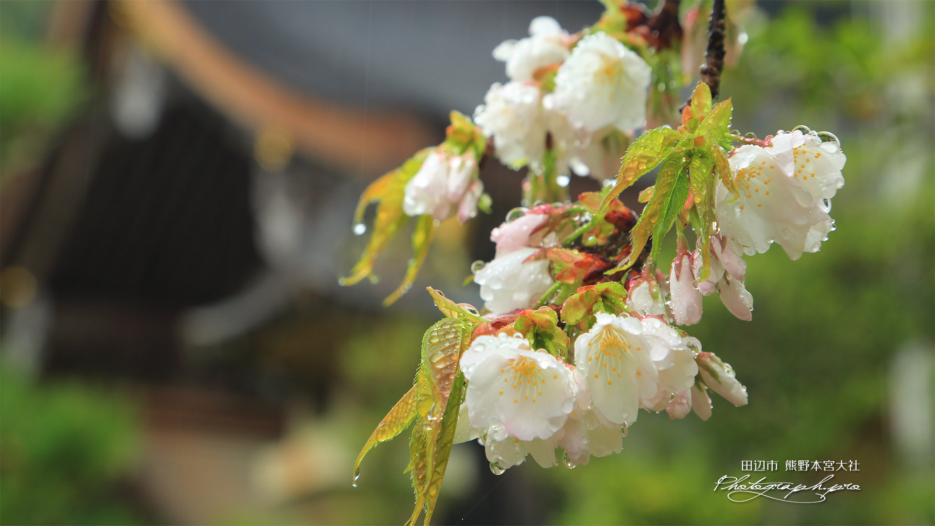 熊野本宮大社の桜