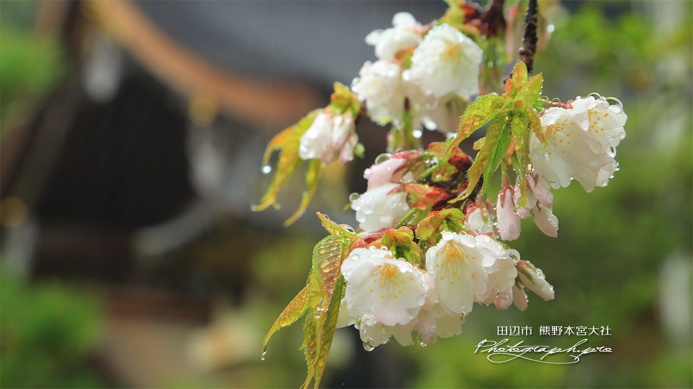 熊野本宮大社の桜 壁紙