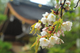 熊野本宮大社の桜