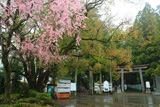 熊野本宮大社の桜