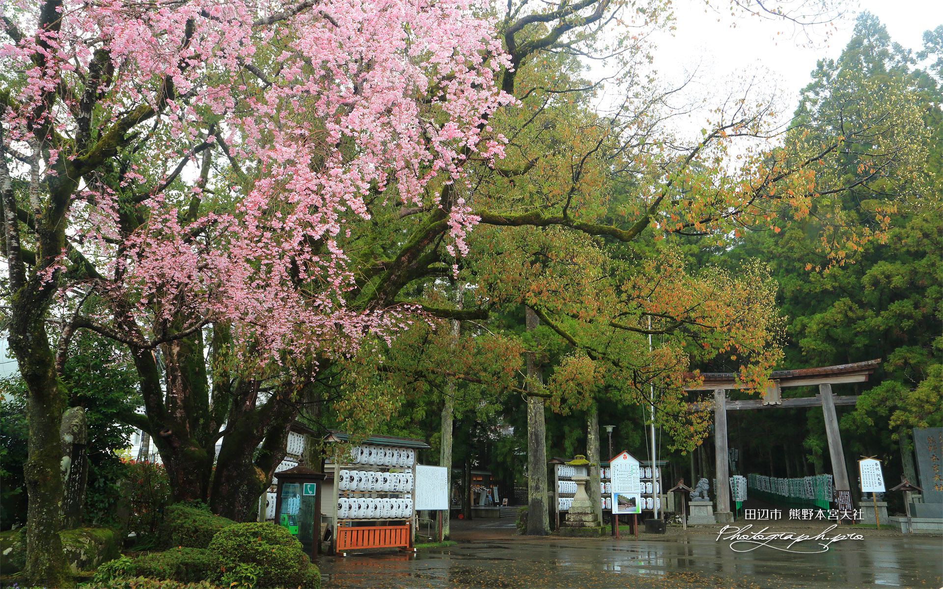 熊野本宮大社の桜