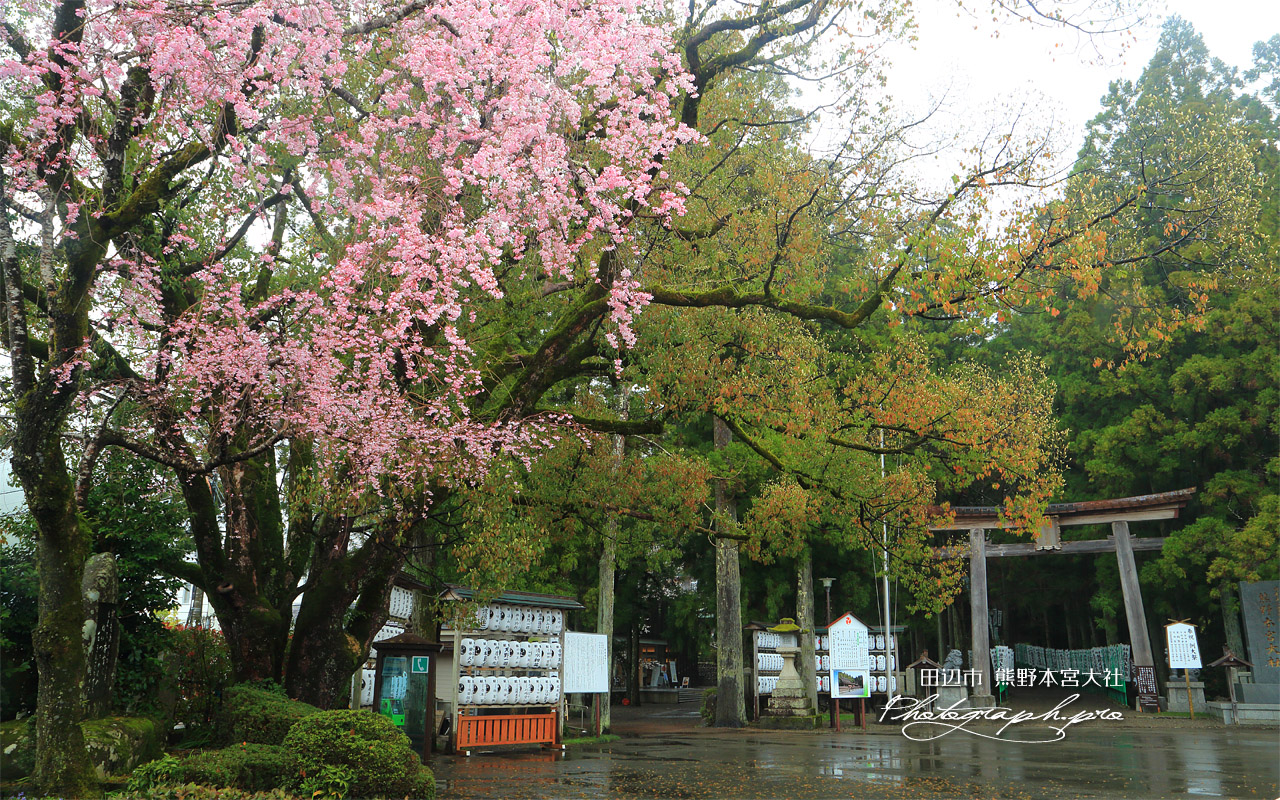 熊野本宮大社の桜 壁紙