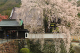 光福寺の大イトザクラ