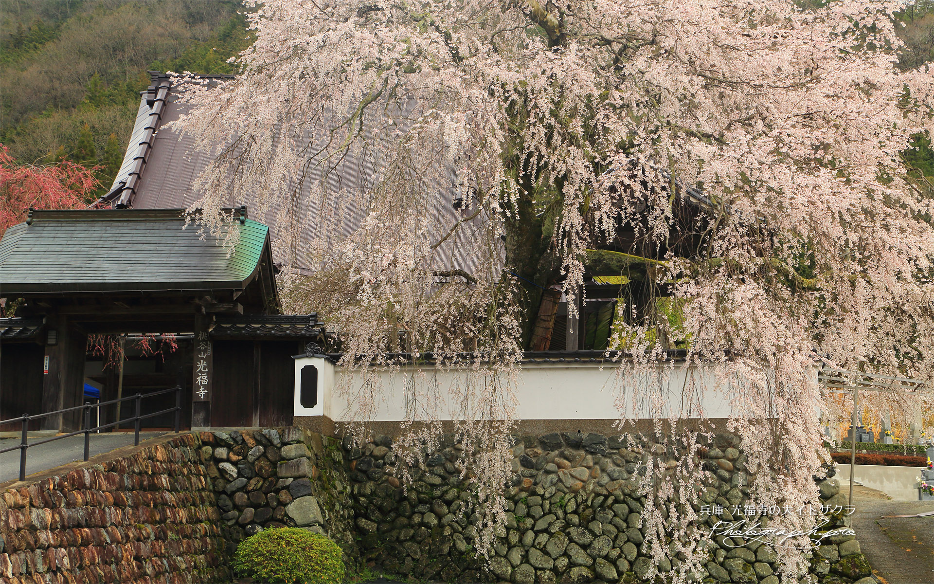光福寺の大イトザクラ