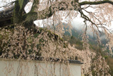 光福寺の大イトザクラ