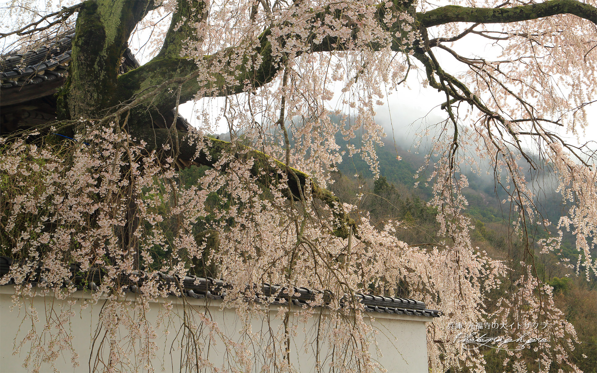 光福寺の大イトザクラ