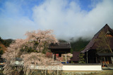 光福寺の大イトザクラ
