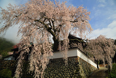 光福寺の大イトザクラ