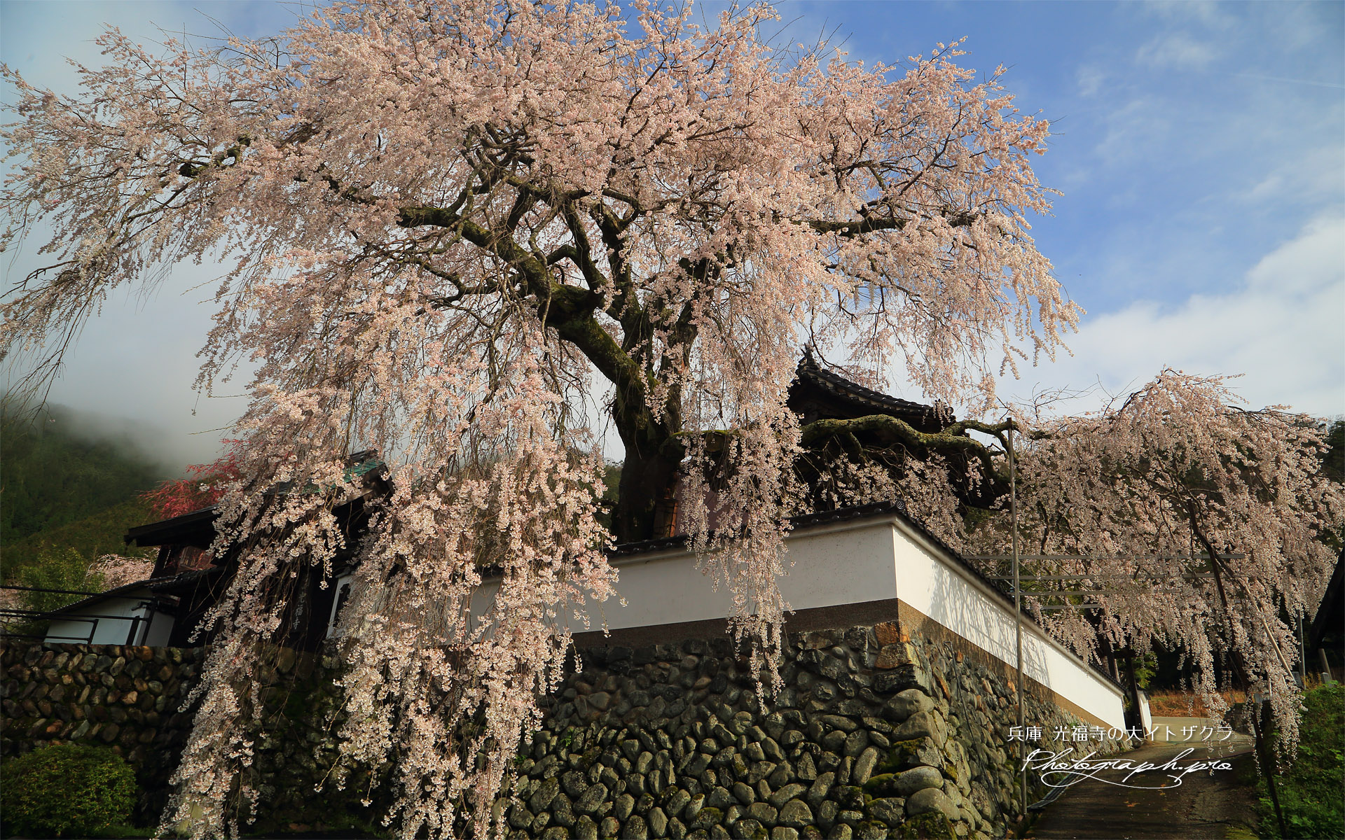 光福寺の大イトザクラ