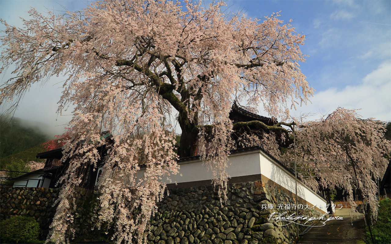 光福寺の大イトザクラ 壁紙