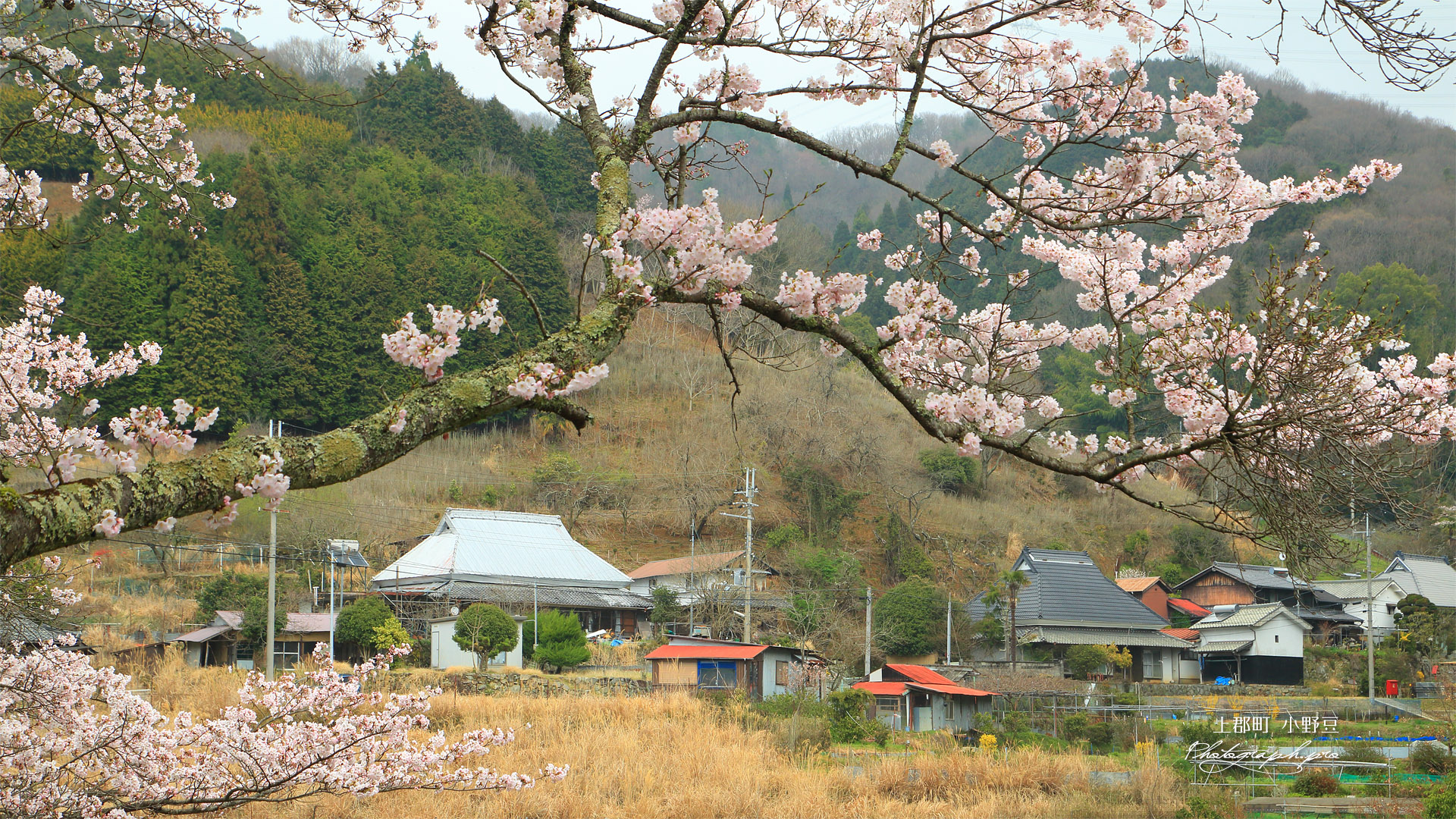 上郡町 小野豆の桜