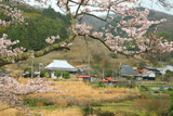 上郡町 小野豆の桜