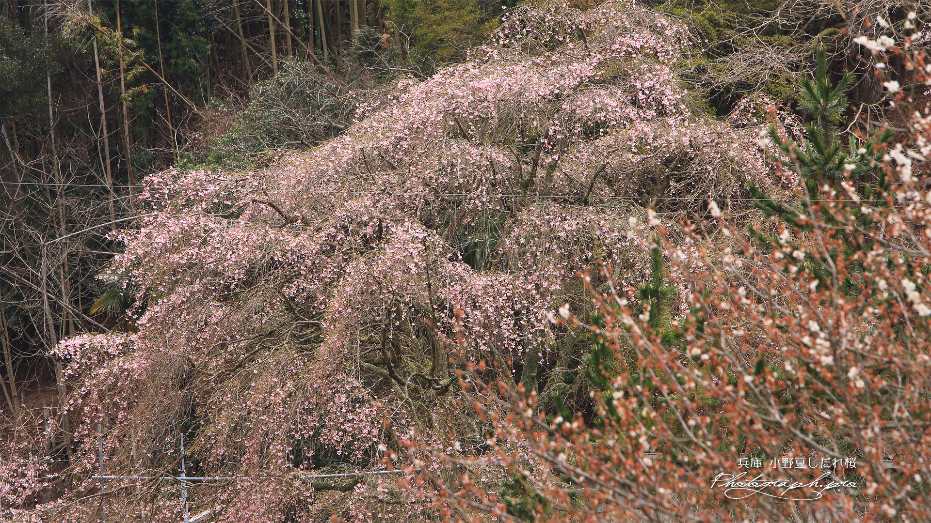 小野豆しだれ桜
