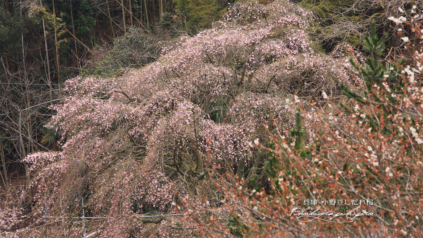小野豆しだれ桜 壁紙