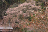 小野豆しだれ桜