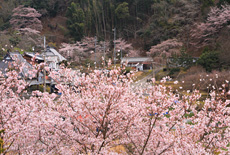 小野豆しだれ桜