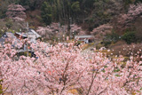 小野豆しだれ桜