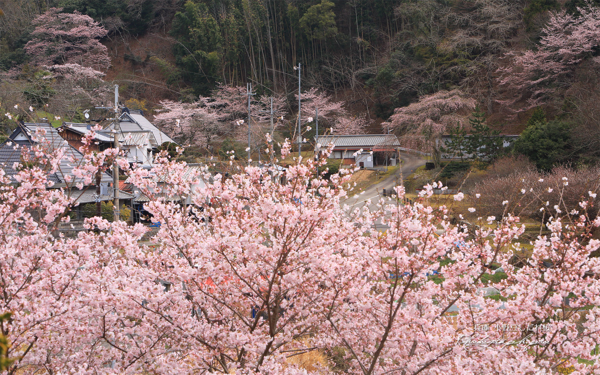 小野豆しだれ桜