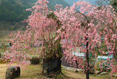 祐泉寺の紅枝垂桜
