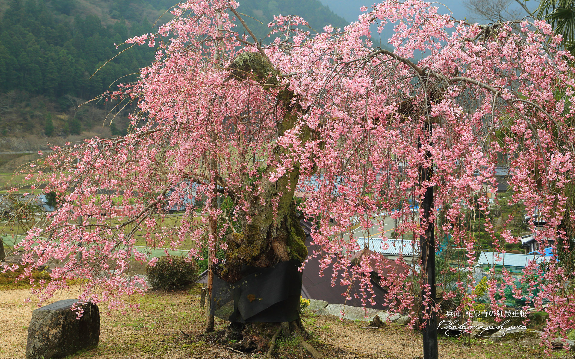 祐泉寺の紅枝垂桜