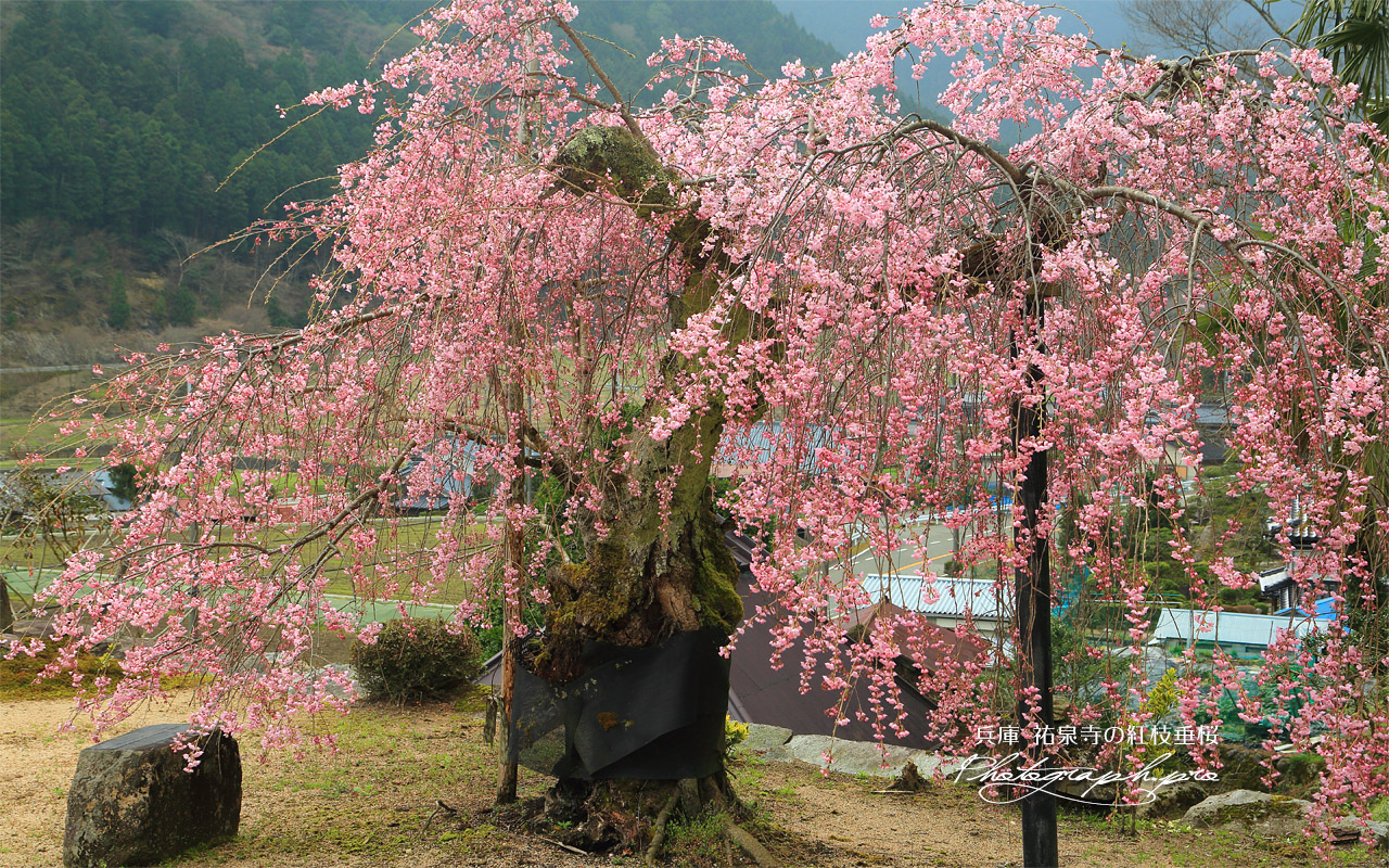 祐泉寺の紅枝垂桜 壁紙