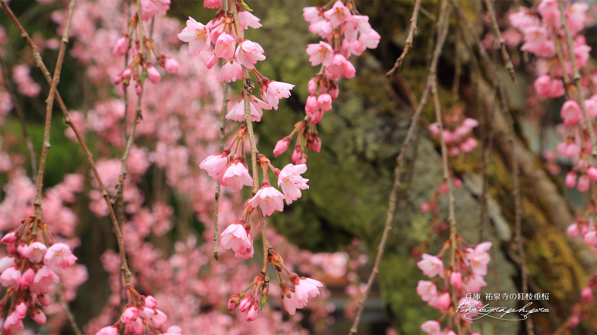 祐泉寺の紅枝垂桜