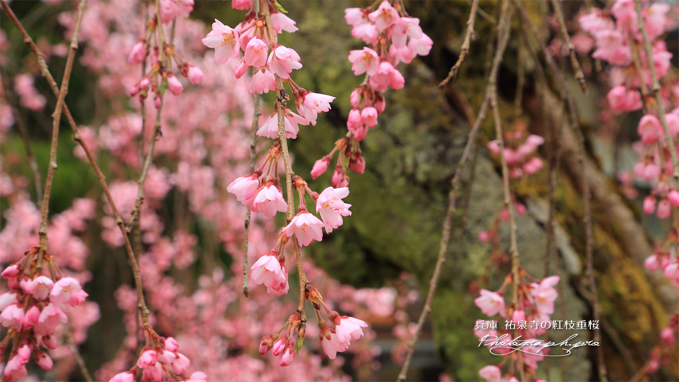 祐泉寺の紅枝垂桜 壁紙