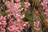 祐泉寺の紅枝垂桜