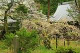 高貴寺の臥龍桜