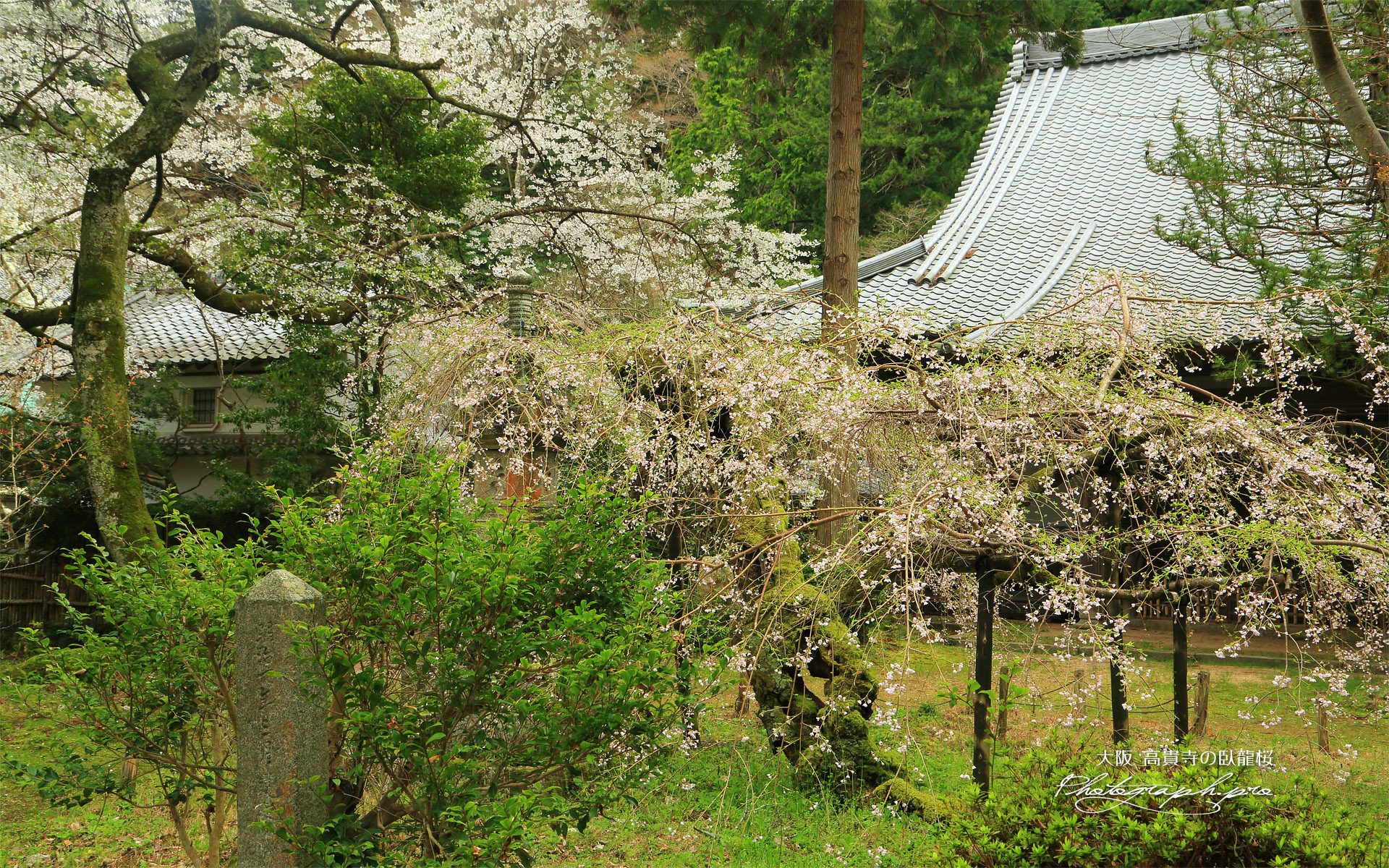 高貴寺の臥龍桜