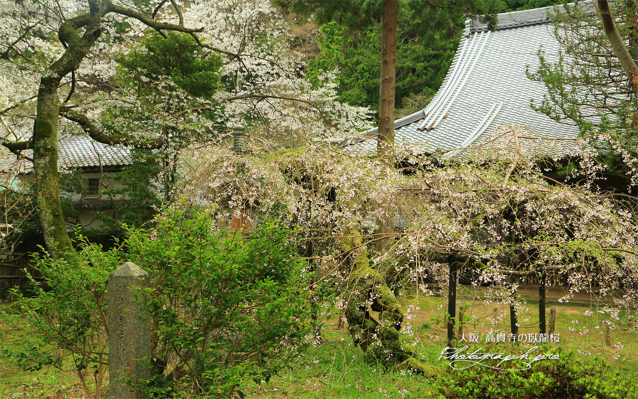 高貴寺の臥龍桜 壁紙