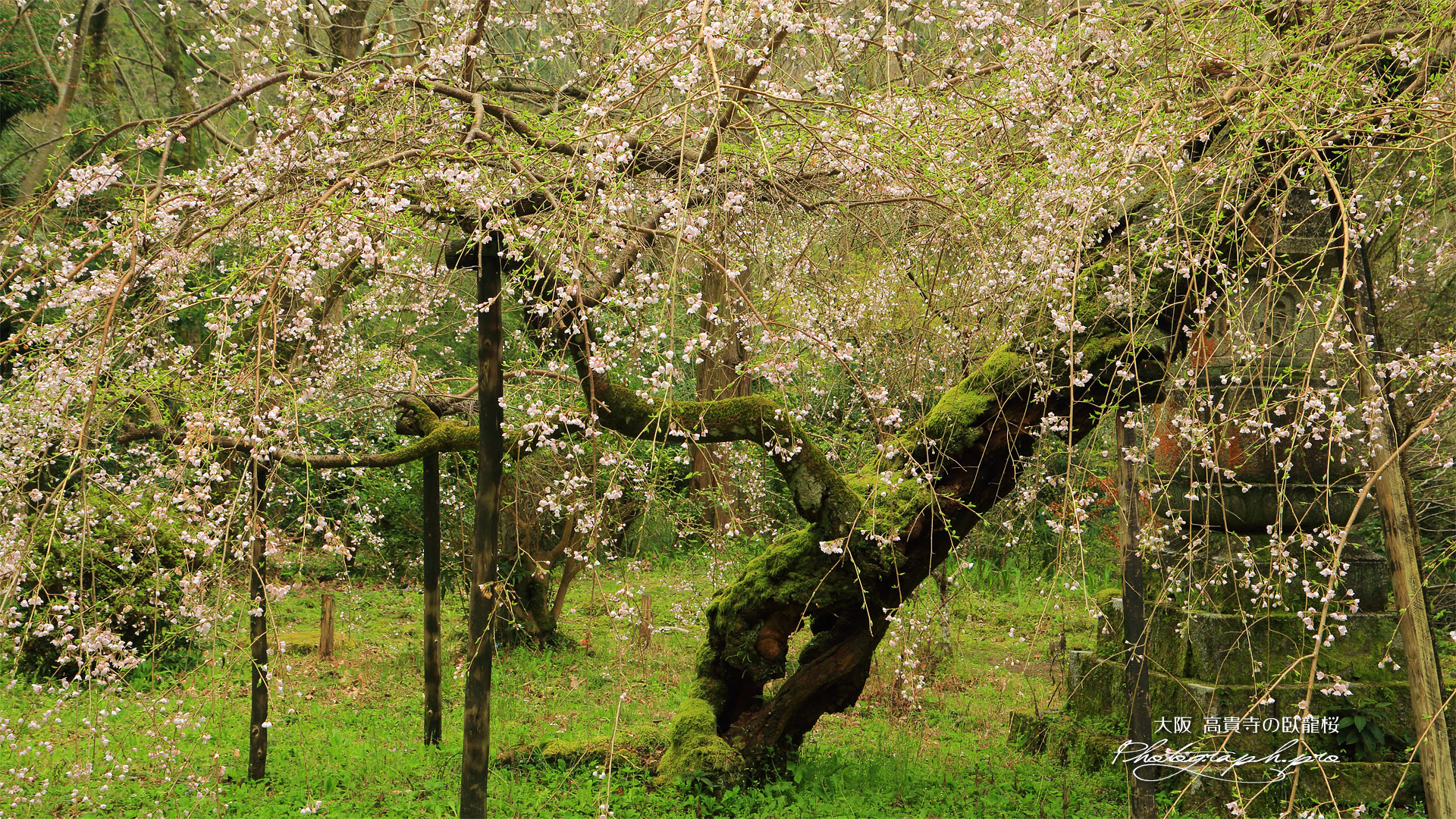 高貴寺の臥龍桜