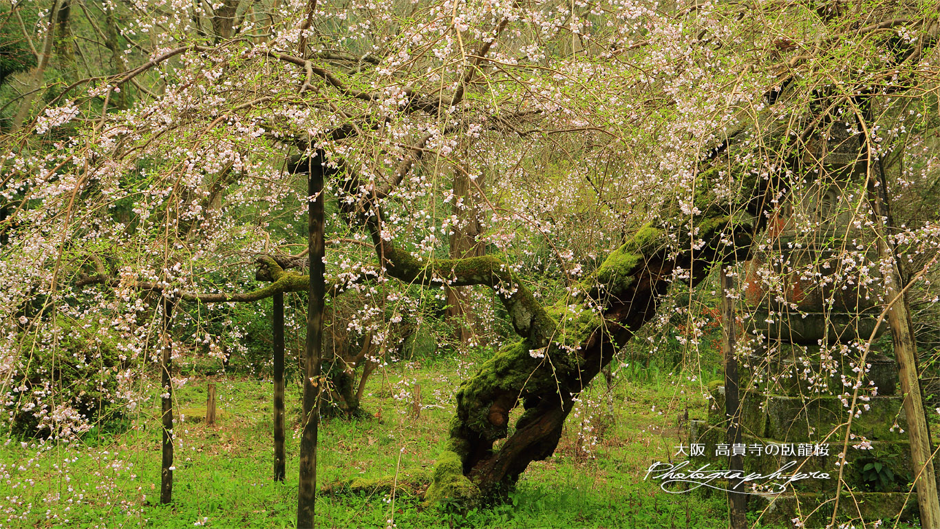 高貴寺の臥龍桜 壁紙