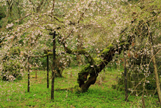 高貴寺の臥龍桜