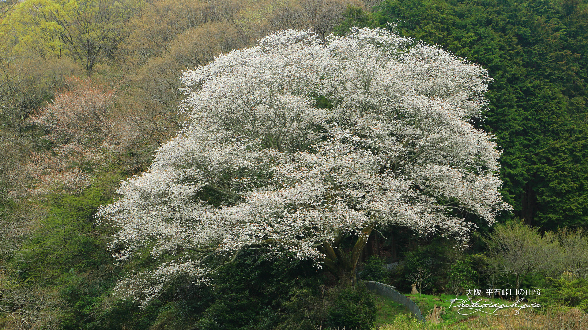 平石峠口の山桜