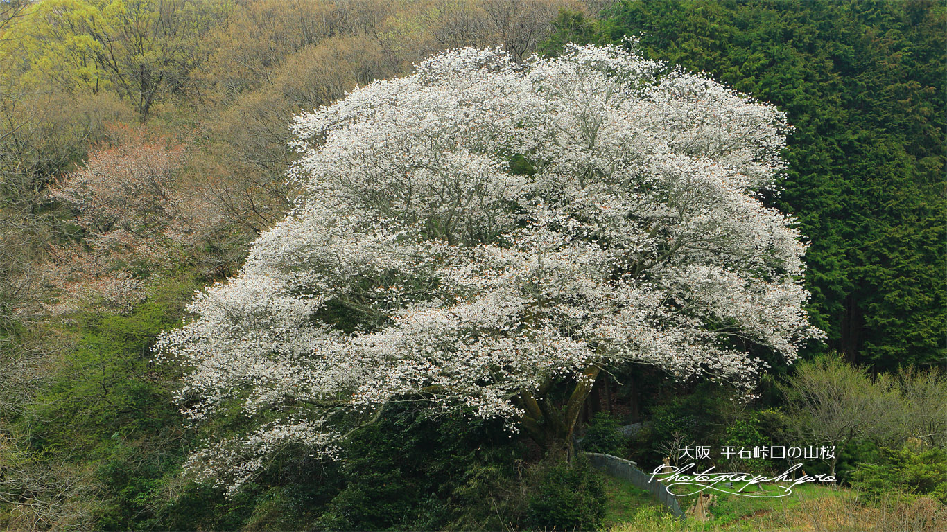 平石峠口の山桜 壁紙