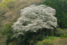 平石峠口の山桜