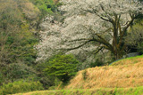 平石峠口の山桜