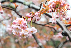 御形神社正福寺桜