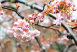 御形神社正福寺桜