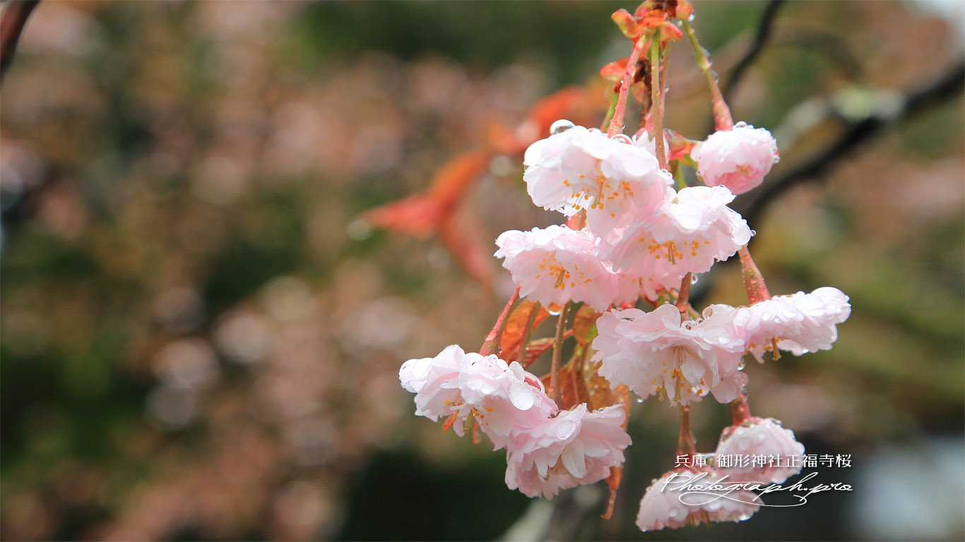 御形神社正福寺桜 壁紙