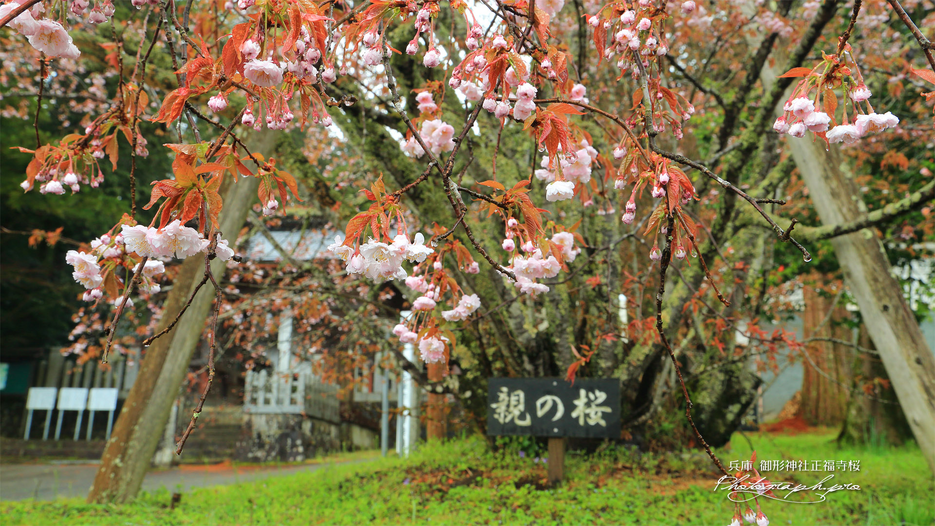 御形神社正福寺桜