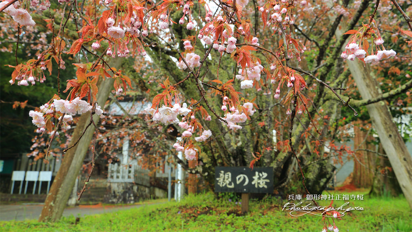 御形神社正福寺桜 壁紙