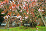 御形神社正福寺桜