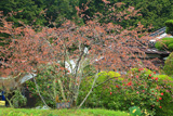 御形神社正福寺子桜