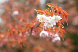 御形神社正福寺子桜