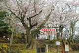 赤松ザクラ